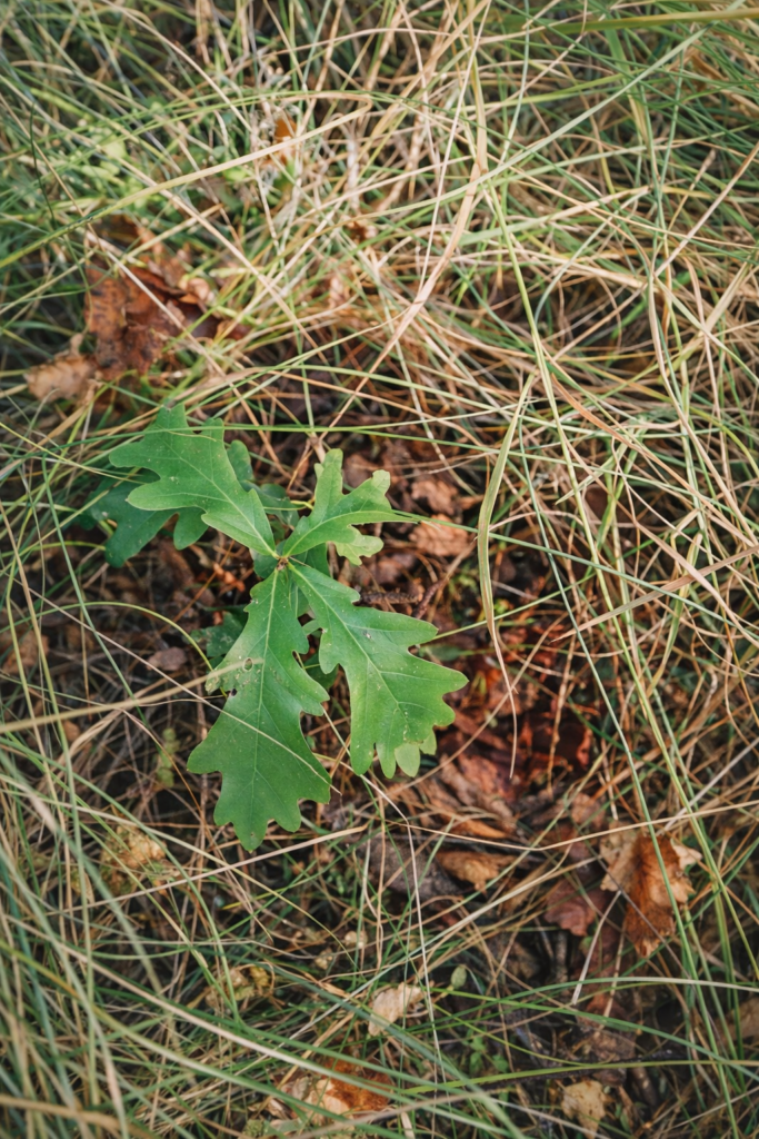 Ekplanta i skogsmark i Lilla Högshult